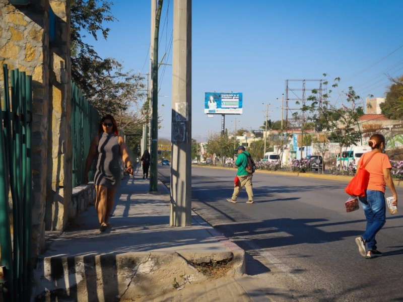 Trasplantarán árboles de la obra circuito interior Chiapas de Corazón