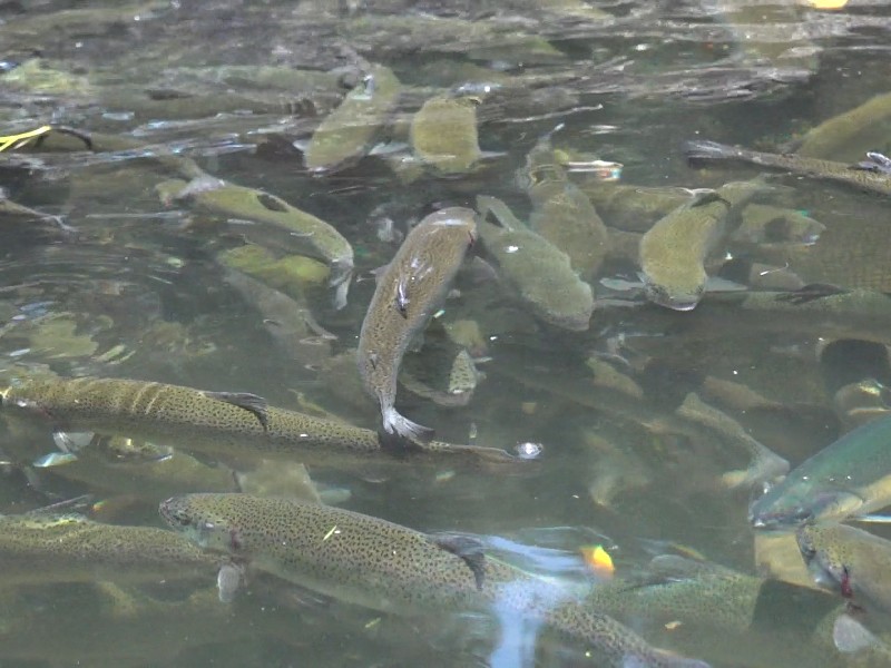 Tres expos impulsarán la economia mexiquenses