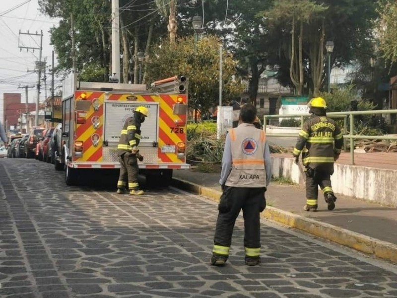 Tres lesionados tras ataque de abejas en Xalapa
