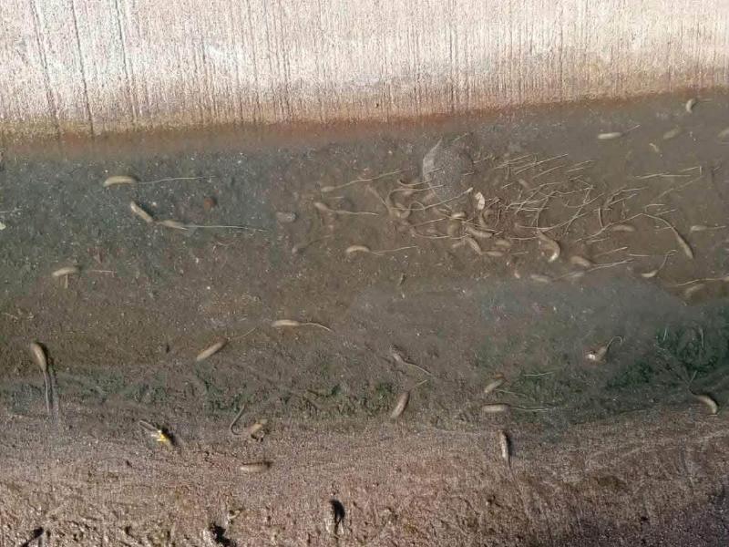 ¡Tres meses entre aguas negras!Vecinos de Valle de la Rosa piden ayuda