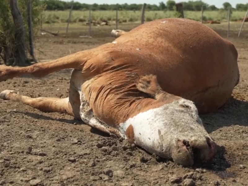 Tres mil cabezas de ganado podrían morir esta sequía