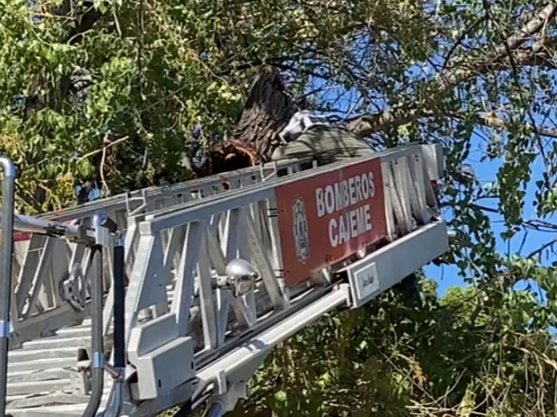 Tres panales fuerzan a mantener a niños dentro de aulas en primaria Tres panales fuerzan a mantener a niños dentro de aulas en primaria