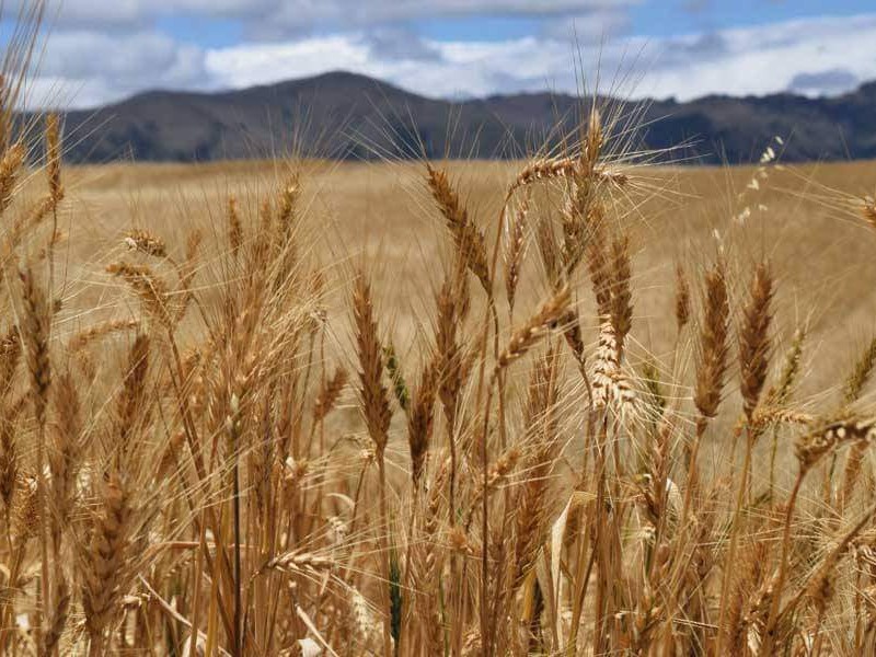 Trigo y Maíz primera intensión de siembra en El Carrizo