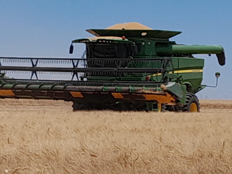 Trillas avanzan lento en Valle del Mayo; esperan precio justo