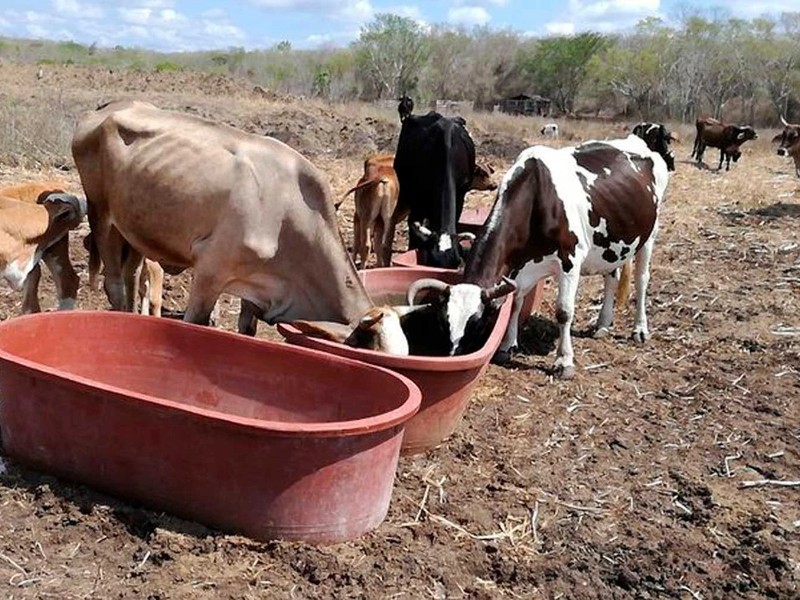 Trillas de maíz respiro para ganaderos, persiste crisis por falta de agua