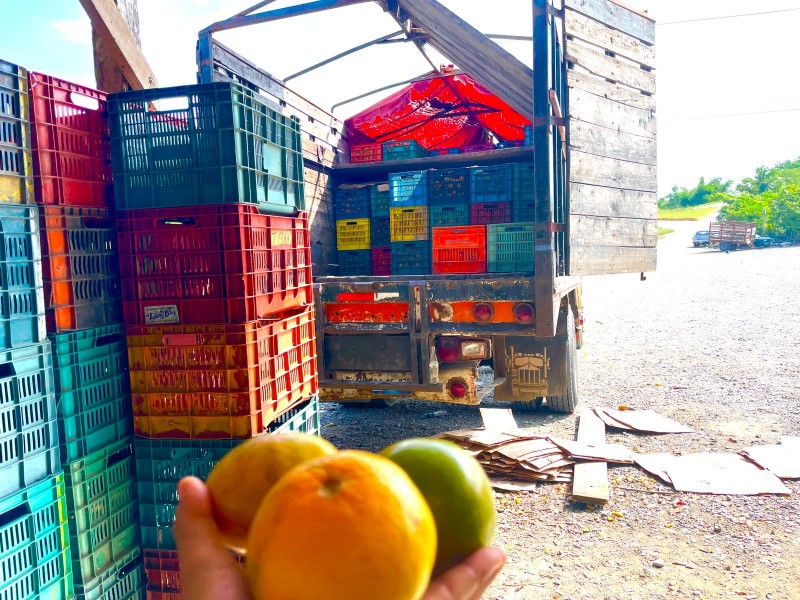 Tristeza de los cítricos amenaza a productores de Tuxpan