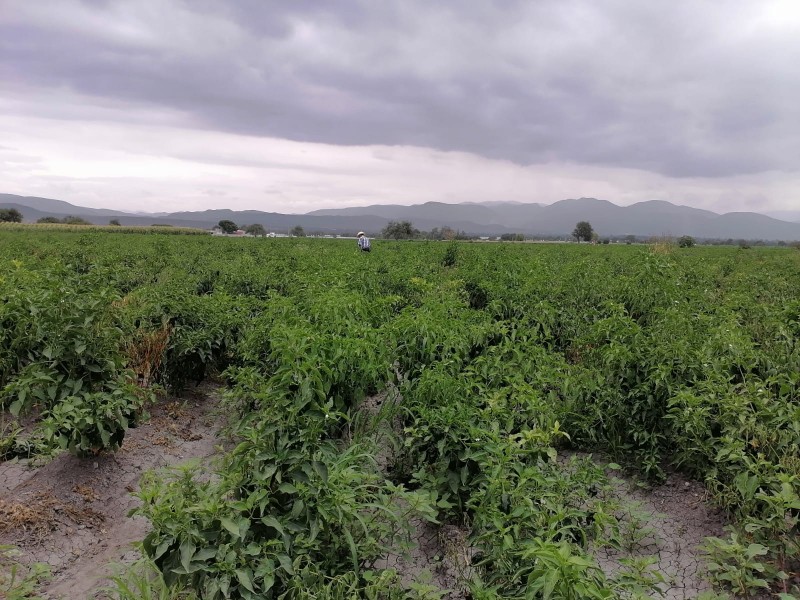 Tromba con granizo dejó daño en Chile Miahuateco (50 productores)