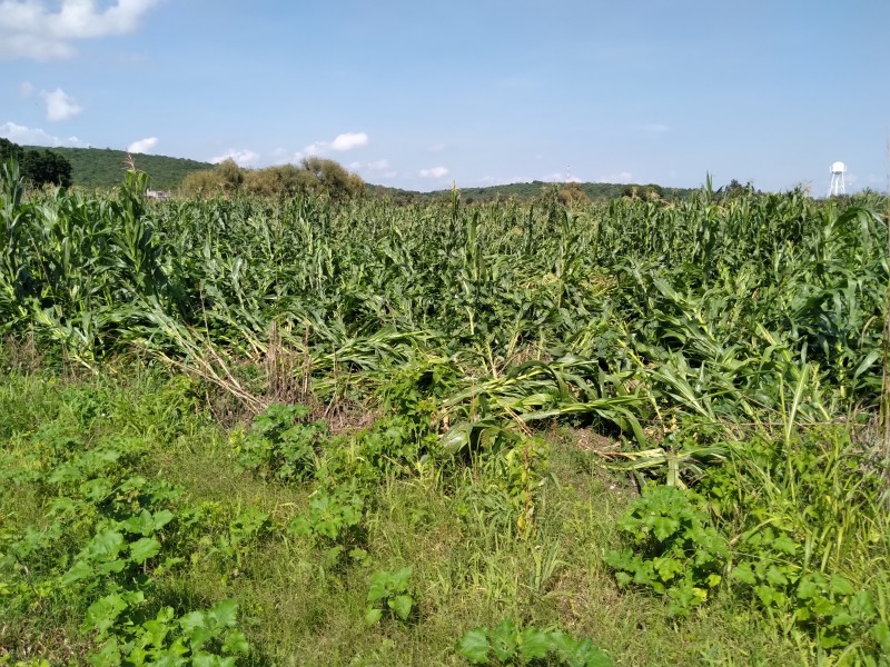 Tromba daña cultivos de maíz en ejidos de Zamora