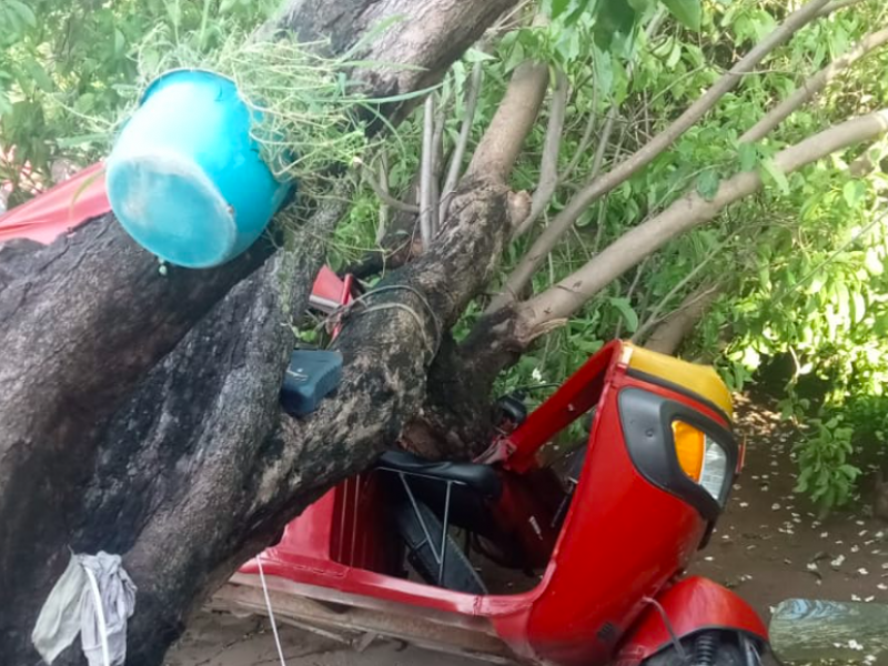 Tromba derriba árboles en Juchitán