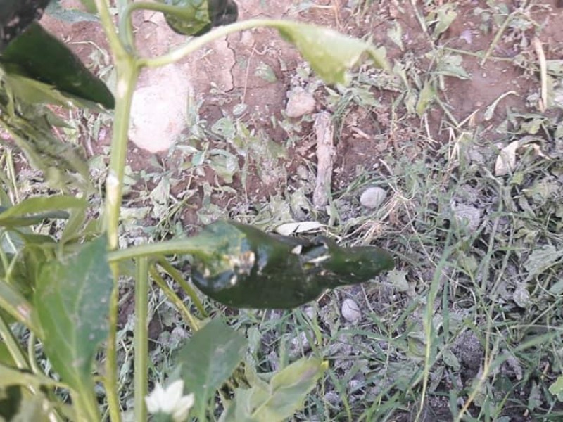 Tromba en Tehuacán afecta hectáreas de cultivo