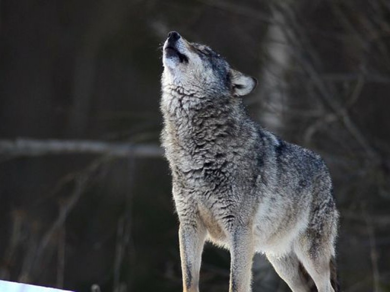 Trump elimina al lobo de lista de especies protegidas