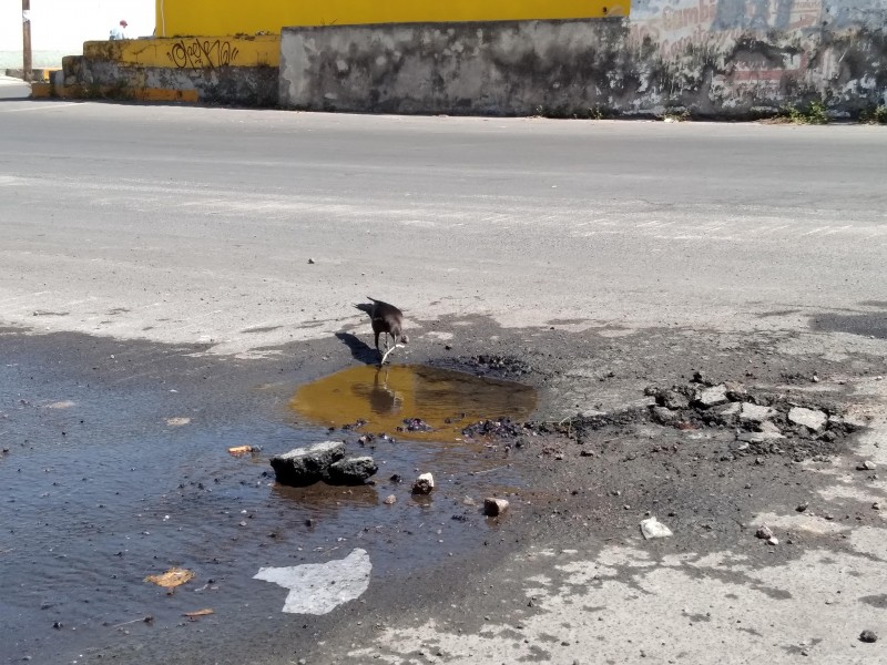 Tuberia vieja ha ocasionado fuga de agua potable constantemente