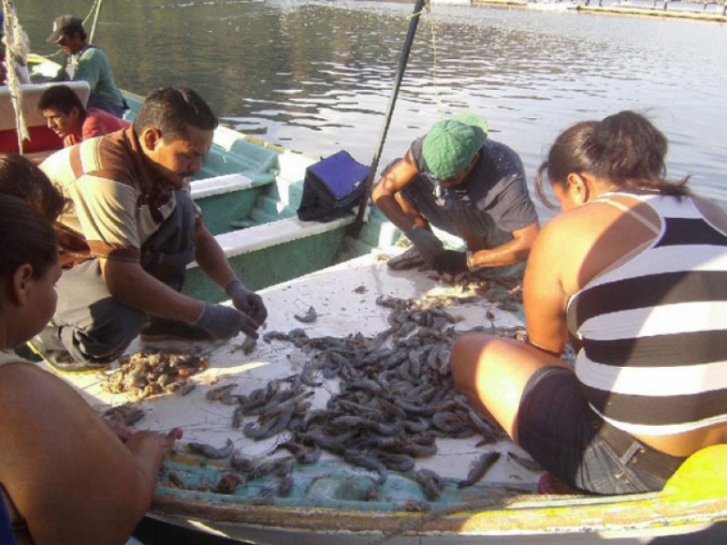 Turena la temporada de camarón para ribereños en Guaymas