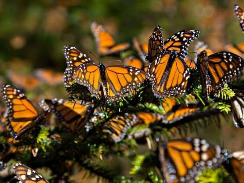 Turismo irresponsable decrece llegada de mariposas monarcas