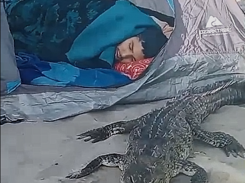 Turista dormido en playa es acompañado por cocodrilo