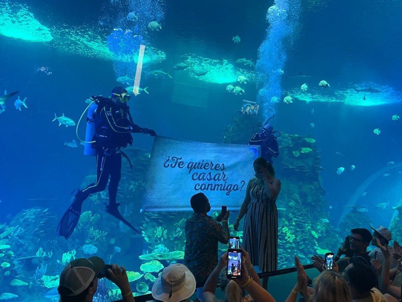 Turista pide matrimonio en Acuario Mar de Cortés