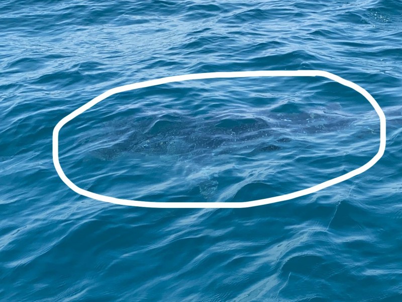 Turistas aseguran haber filmado a un “tiburón ballena” en Zihuatanejo