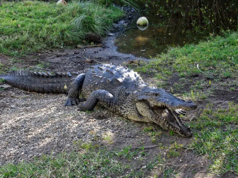 Turistas ignoraron advertencias y fueron atacados por un cocodrilo en Ventanilla