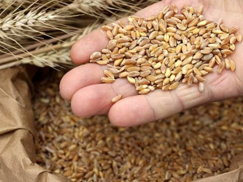 Turquía resolvería problema de exportación de trigo desde Ucrania