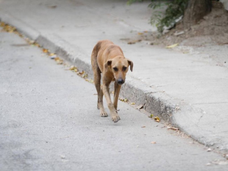 Tutela responsable de animales implica la esterilización de los mismos