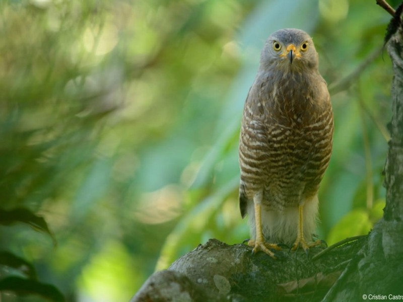 Tuxpan, dentro de la ruta migratoria de aves rapaces