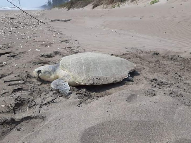 Tuxpan espera la llegada de tortuga Lora y Verde