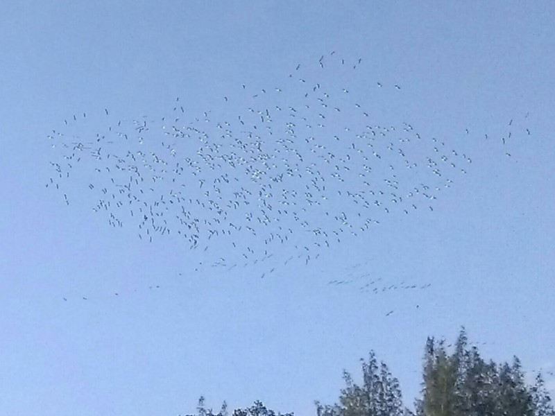 Tuxpan figura en la ruta de aves migratorias