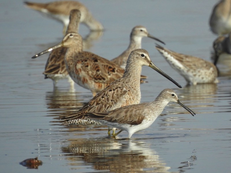 Tuxpan, punto de descanso de aves migratorias