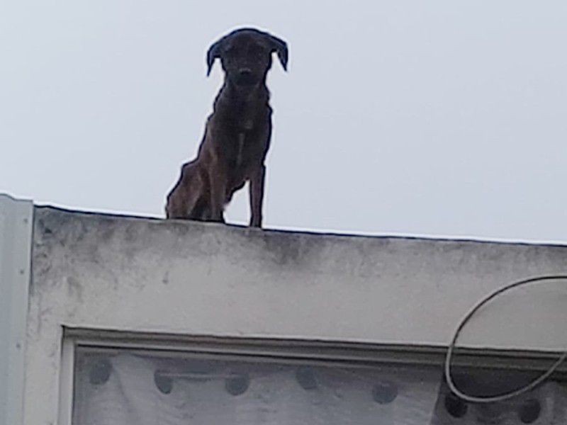 Tuxpan reporta 50 casos de maltrato animal