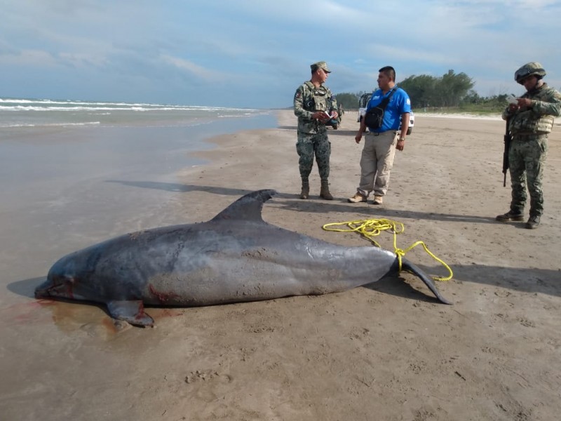 Tuxpan sin infraestructura para autopsias de animales