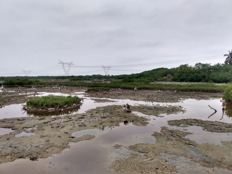 Tuxpan y la protección de las zonas de manglar