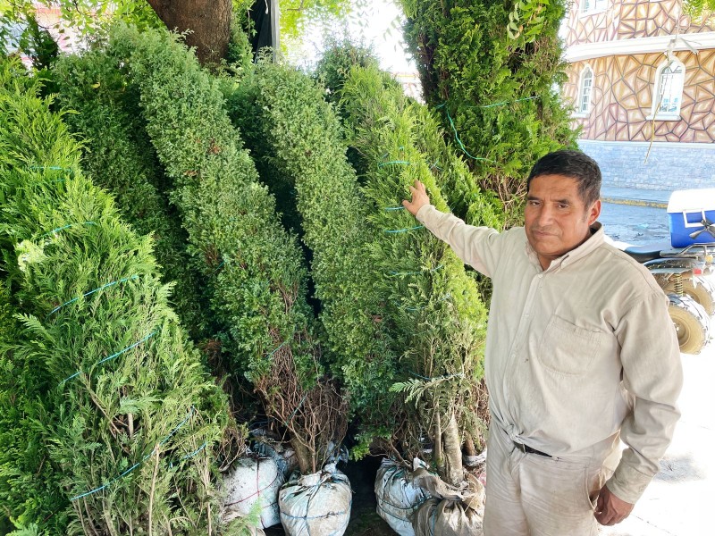 Tuxpeños buscan adquirir pinos para adornar sus hogares