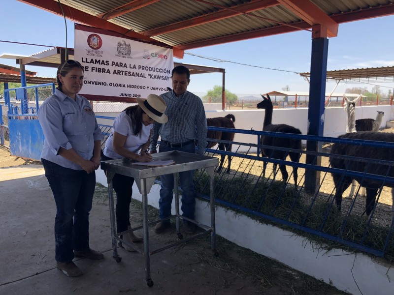 UAZ participará en proyecto con llamas