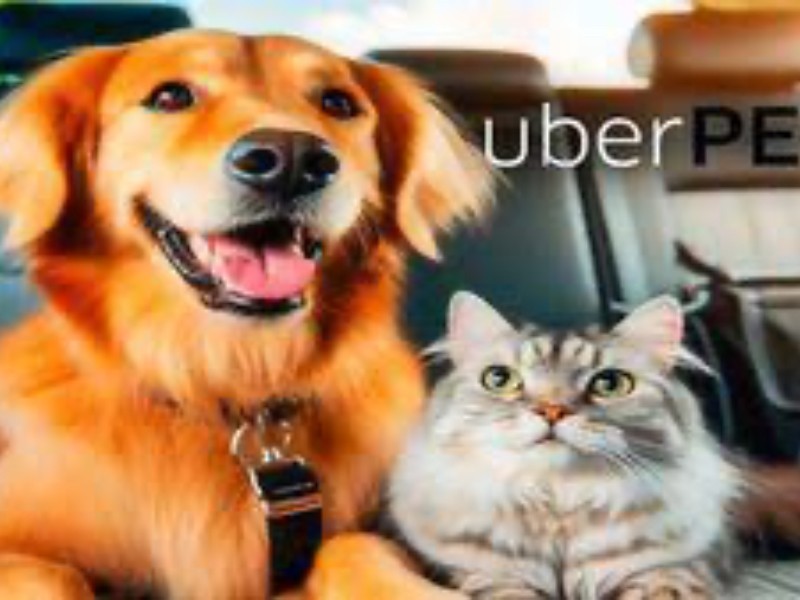 UBER Pet Ya está disponible para transportar mascotas