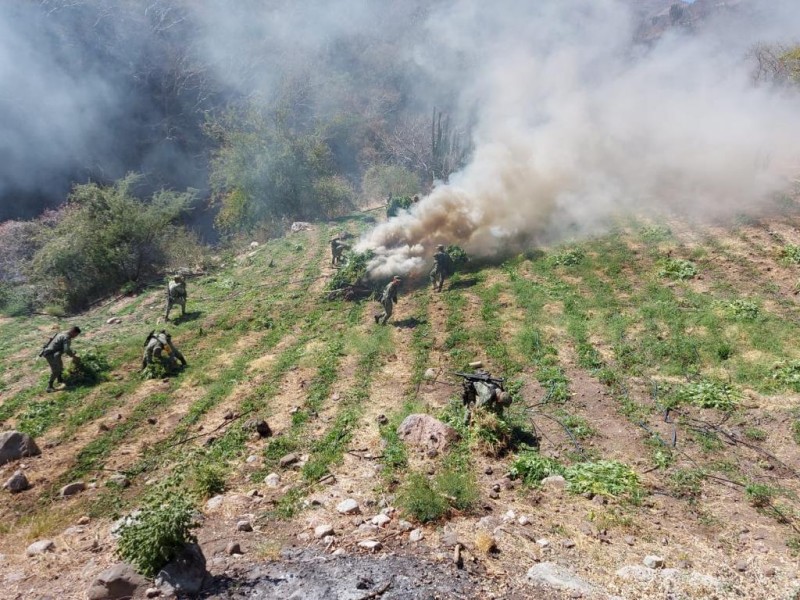Ubica Ejército cultivos de marihuana en zona limítrofe Zacatecas-Jalisco