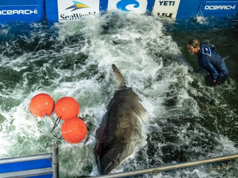 Ubican tiburón blanco frente a costas de Veracruz