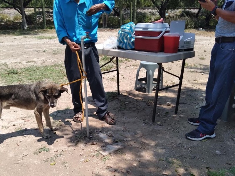 Última semana de vacunación antirrábica (perros y gatos)