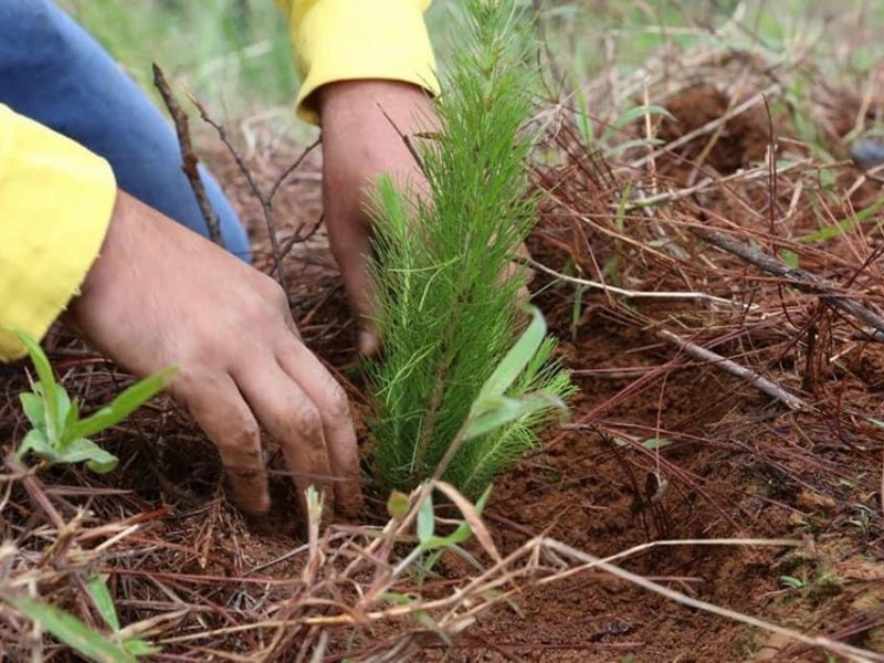 Últimas fechas para solicitudes de reforestación