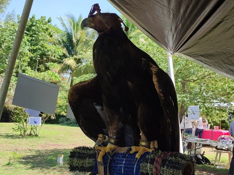 Último día de actividades del tercer Festival de Aves Migratorias