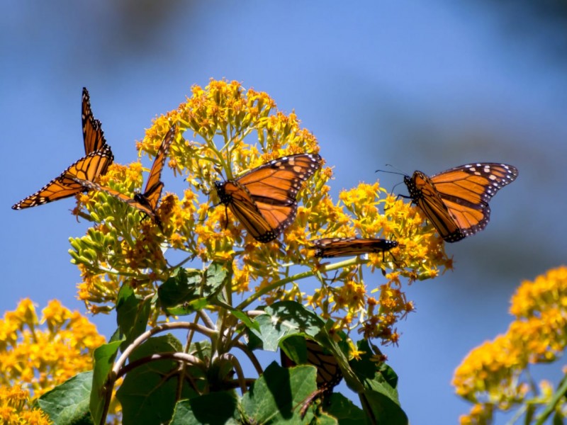 Últimos meses para visitar el santuario de la mariposa monarca