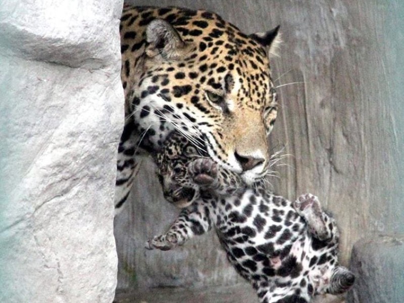 UMA de Orizaba podría ser nuevo hogar de felinos