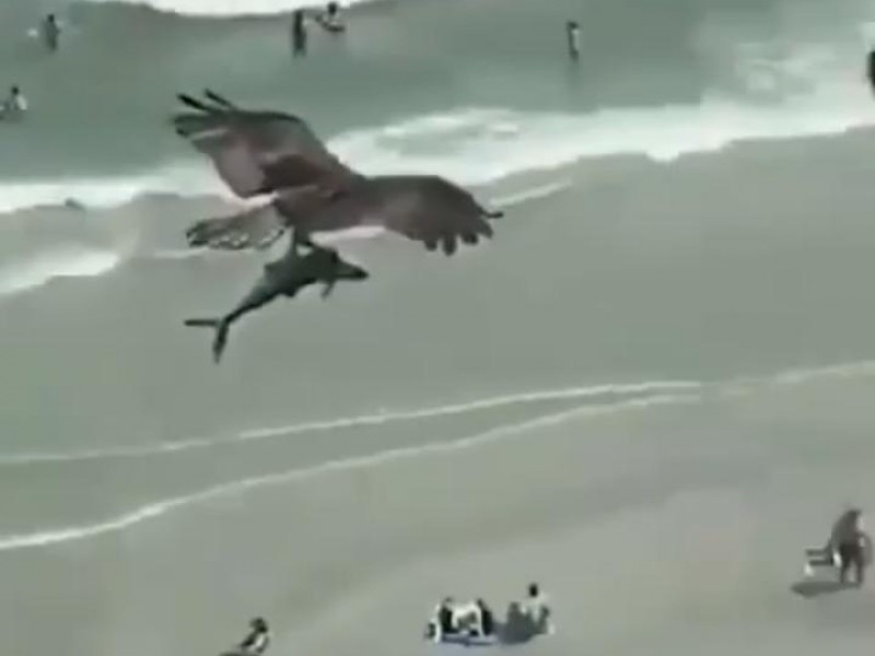 Un águila caza a un tiburón bebé
