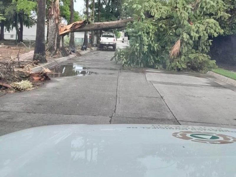 Un árbol caído y encharcamientos saldo de las lluvias de este sábado