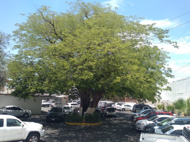 Un árbol huanacaxtle con 120 años de vida en Hermosillo