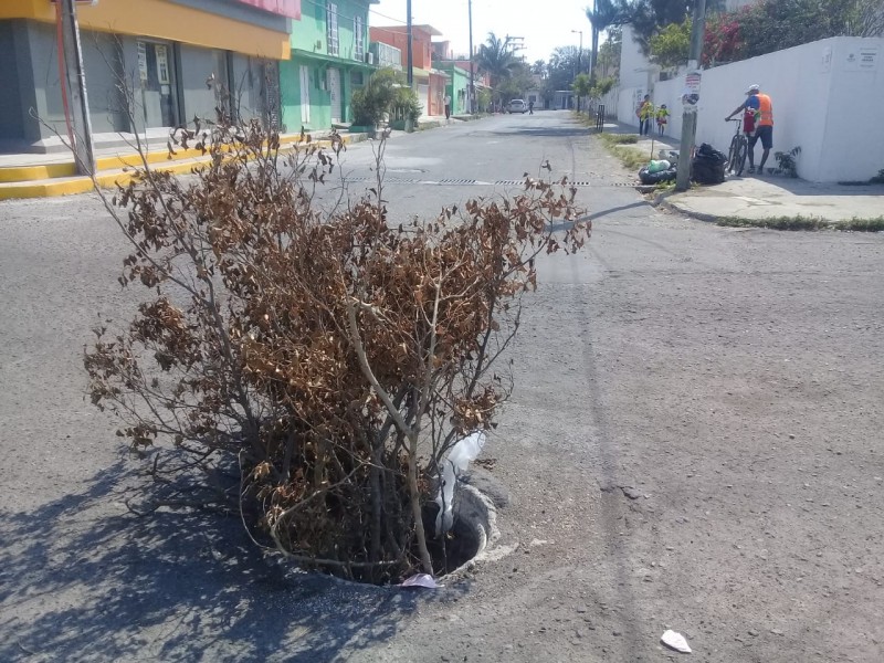 Un árbol impide que personas caigan en alcantarilla