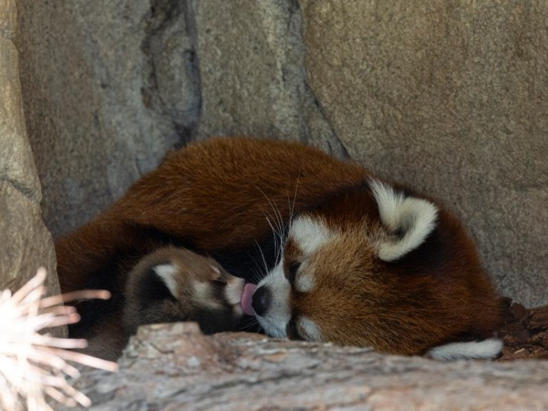 Un cachorro panda rojo revive la esperanza