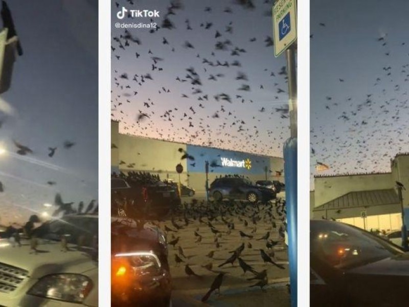 Un ejército de aves invade estacionamiento de supermercado en Texas