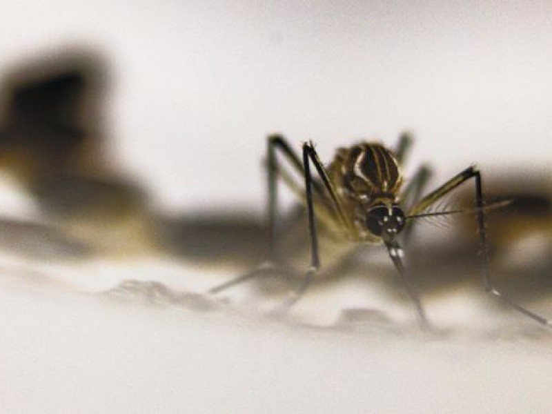 Un fallecido y 412 casos de dengue en Puebla