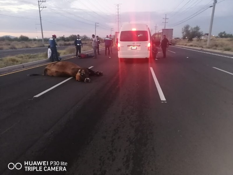 Un herido arroja choque de carro contra vaca
