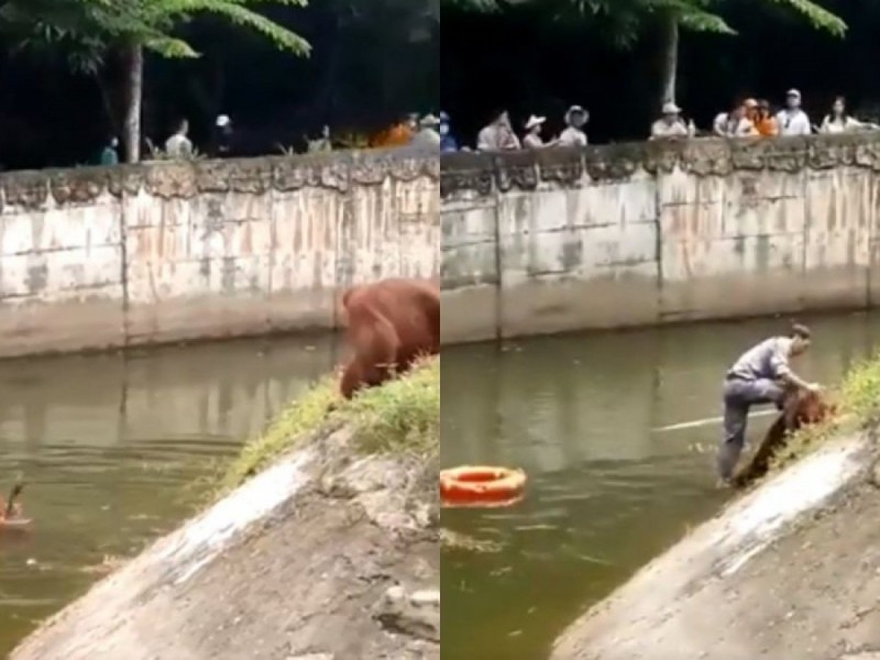 ¡Un héroe! Empleado de zoológico salva a orangután de ahogarse